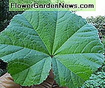 Malavieninis lapelis, paimtas iš mano kiemo. A mallow leaf, picked from my backyard.