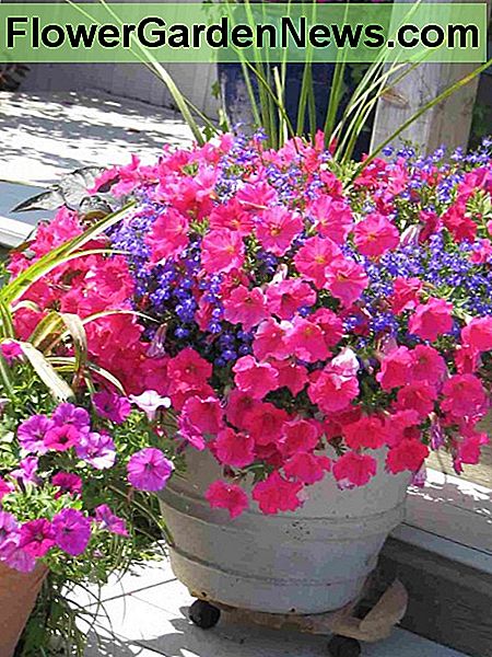 Gesunde Pflanzen, die attraktiv aussehen, machen Ihren Eingang oder Balkon einladend. Healthy plants that look attractive will makesure your entrance or balcony is welcoming.