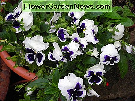 Paarse en witte viooltjes. Purple and white pansies.