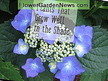Hydrangea's met kantmuts groeien goed in schaduw en gefilterd zonlicht. Lace-cap Hydrangea grow well in shade and filtered sunlight.