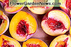 Freestone Pfirsiche Freestone peaches