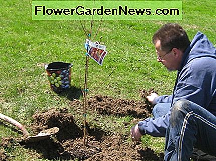 Einen jungen Pfirsichbaum pflanzen Planting a young peach tree