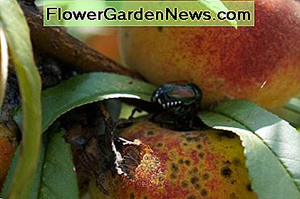 Japanische Käfer kauen auf wachsenden Pfirsichen Japanese beetles munch on growing peaches