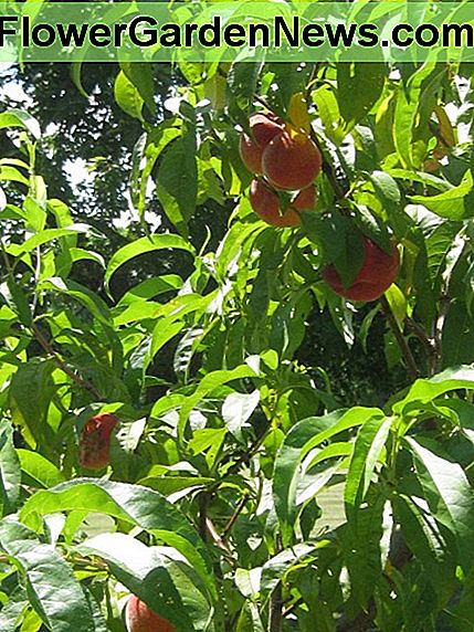 Zu viele Früchte werden Äste wiegen und dazu führen, dass andere Pfirsiche klein werden, krank werden und misshandeln. Too many fruits will weigh down branches and cause other peaches to grow small, become diseased, and misshapen.