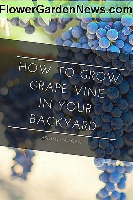 Vynuogės kabo nuo augalo. Grapes are hanging from the plant.