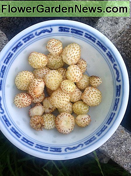 Immer weiße Erdbeeren produzieren kleine Mengen den ganzen Sommer statt einer großen Ernte, so dass Sie handvoll von ihnen halb zufällig erhalten. Ever-bearing white strawberries produce small amounts all summer instead of one big crop so you get handfuls of them semi-randomly.
