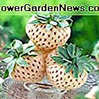 White Soul Alpine Strawberry 30 Samen - Fragaria