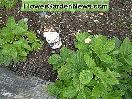 Mögen Erdbeeren herausblättern May strawberries are leafing out
