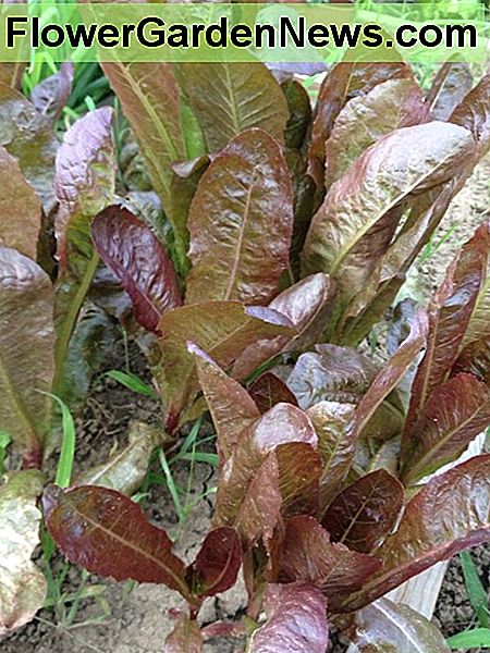 Roșie salată verde în grădina mea. Red romaine lettuce in my garden.