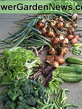 O recoltă frumoasă de grădină din grădina de anul trecut, care economisește în final banii pe factura alimentară. A beautiful garden harvest from last year's garden that ultimately saves money on the grocery bill.