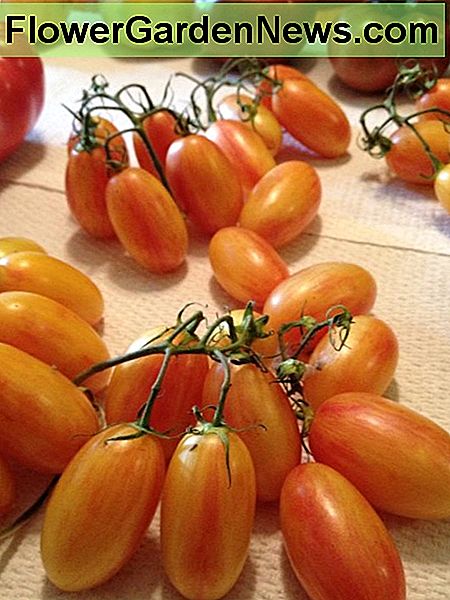 Roșii de crăciun din grădina fratelui meu. Cherry tomatoes from my brother's garden.