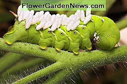 Tomat Hornworm som visar kokongerna av en parasitvÄl. Tomato Hornworm showing the cocoons of a parasitic wasp.