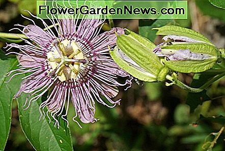 Une fleur de passion Maypop - la plante hôte pour les fritillaires du golfe et d'autres papillons en Floride! A maypop passion flower - the host plant for the gulf fritillary and other butterflies in Florida!