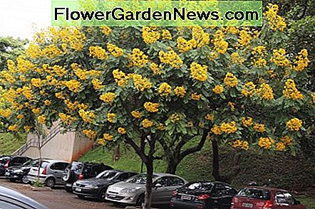 Une belle cassia en fleur - la plante hôte pour 3 types de papillons. A beautiful cassia in bloom - the host plant for 3 types of butterflies.