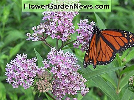 Les monarques utilisent l'asclépiade comme plante hôte. Ici, on le voit perché sur l'asclépiade en fleur. Monarchs use milkweed as their host plant. Here, one is seen perched on blooming milkweed.