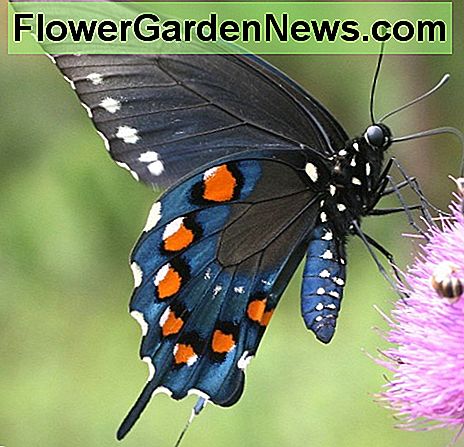 Le machaon pipevine est facile à attirer dans votre jardin de papillons en plantant sa plante hôte - la vigne. The pipevine swallowtail is easy to attract to your butterfly garden by planting its host plant - pipe vine.