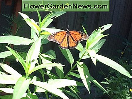 Une photo d'un monarque sur mes plantes d'asclépiade dans le jardin. Le papillon monarque héberge ses oeufs et ses larves sur l'asclépiade. A photo of a monarch on my milkweed plants in the garden. The monarch butterfly hosts its eggs and larvae on milkweed.