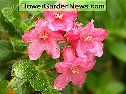 Rhododendronhirsutum Rhododendron hirsutum