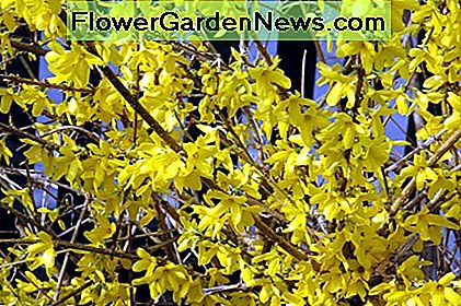 Forsythia i Bloom Forsythia in Bloom