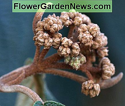 Leatherleaf Arrowwood Flower Bud Leatherleaf Arrowwood Flower Bud