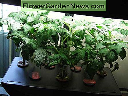 Der Aerogarden ist ein Beispiel für ein aeroponisches System. The Aerogarden is an example of an aeroponic system.