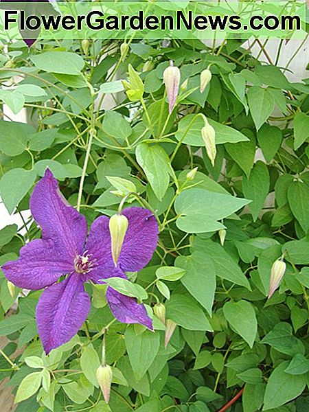 Ein Beispiel für eine gesunde Clematis. An example of a healthy clematis.
