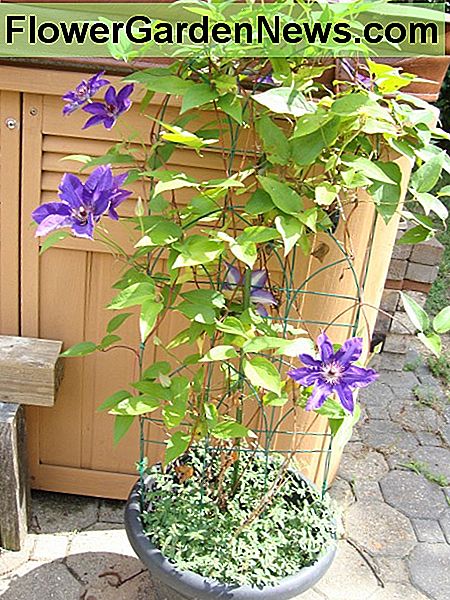 Clematis werden gewöhnlich in den Boden gepflanzt, können aber auch in einem Topf wie dem hier abgebildeten gezüchtet werden. Clematis are commonly planted in the ground but can also be grown in a pot like the one pictured here.