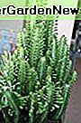 Good Luck Plant / Euphorbia Trigona Green (1) Snijden 7