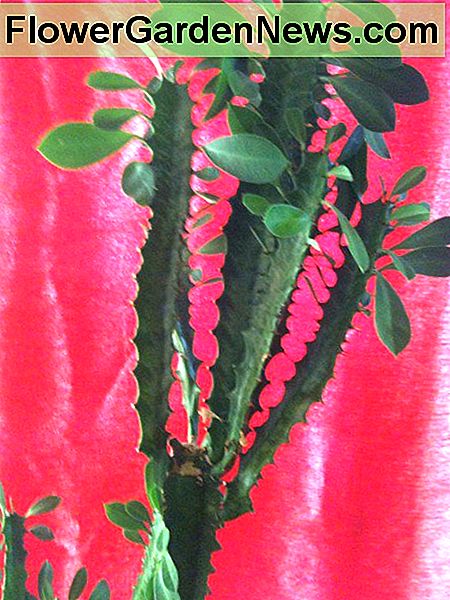 Wapens of takken van Afrikaanse melkboom Arms or Branches of African Milk Tree