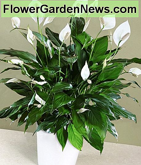 Friedenslilien Peace Lilies