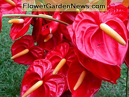 Anthurien Anthuriums