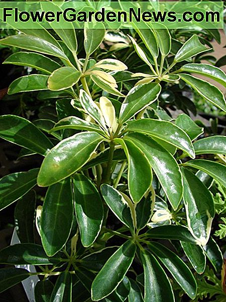 Schefflera Schefflera