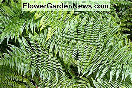 Farne Ferns