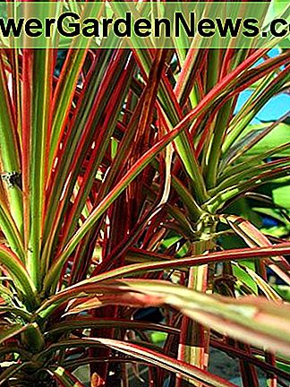 Rot umrandete Dracena Red Edged Dracena
