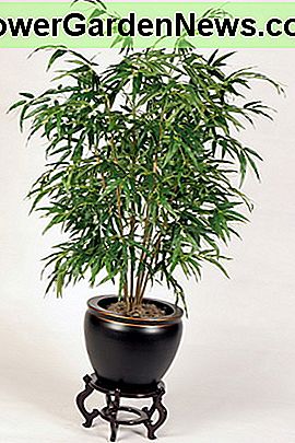 Bambus Palm Bamboo Palm