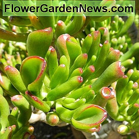 Nahaufnahme der Crassula ovata 'Gollum'. Close up of the Crassula ovata 'gollum'.