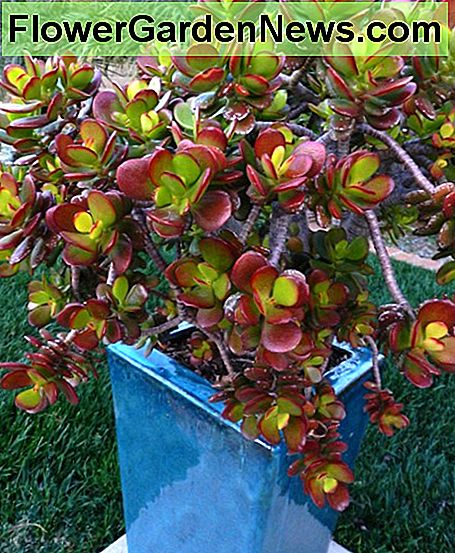 Jade Pflanze compacta jade plant compacta