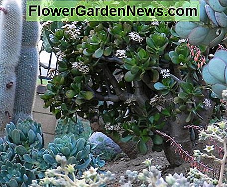 Jade Pflanze Jade Plant