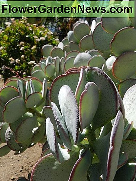 Silber Jade in voller Sonne Silver Jade in full sun