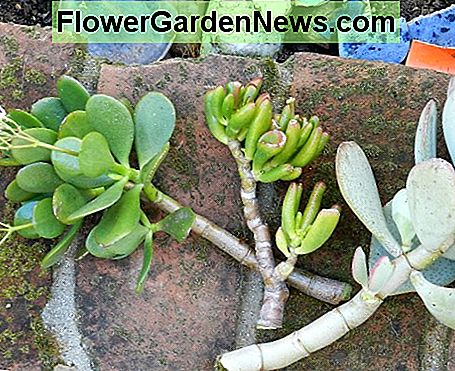 Dies sind drei Schnitte, die an einer Kreuzung abgebrochen wurden. Vor dem Pflanzen lassen Sie die Enden trocknen, um neues Wurzelwachstum zu fördern. These are three cuttings snapped off at a junction. Before planting let the ends dry up to encourage new root growth.