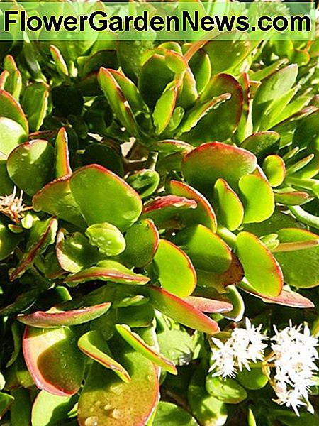 Jade Plant nah oben mit Blumen Jade Plant close up with flowers