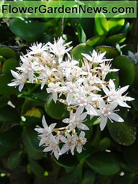 Jade Pflanzen Blumen Jade Plant Flowers