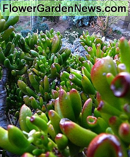 Der Gollum im Vordergrund und die beiden anderen Jadepflanzen im Hintergrund an der Spitze. The gollum in the foreground and the two other jade plants in the background at the top.