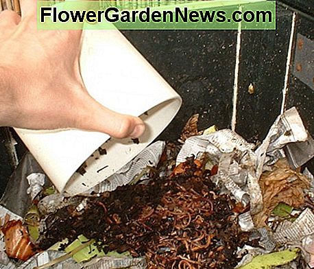 Hinzufügen von Lebensmittelabfällen zu einem Vermicomposter Adding food waste to a vermicomposter