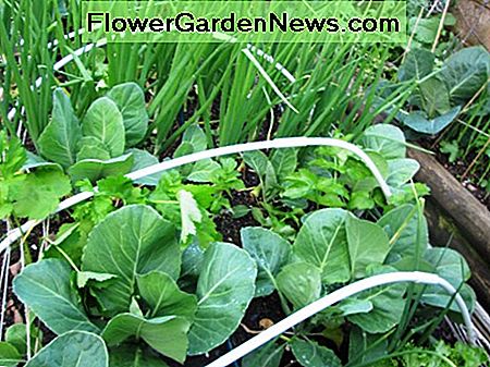 Plante tinere de varză Young Cabbage Plants