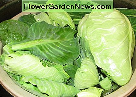 Varza din grădina mea Cabbage from my Garden