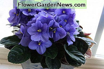 Gebruik in zakken verpakte potgrond voor kamerplanten. Use bagged potting soil for house plants.