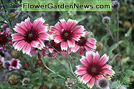 Gaillardia Gaillardia