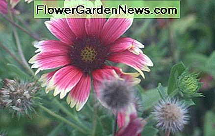 Gaillardia Samen Gaillardia seeds