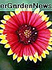 Gaillardia Indian Blanket Schöne Gartenblume Von Seed Kingdom 1.200 Samen